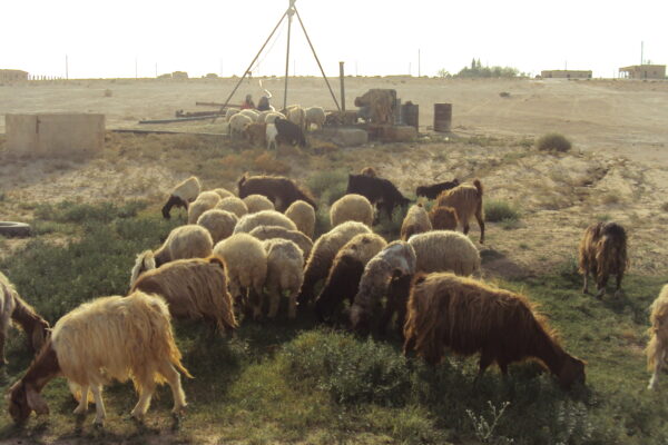 Documenting the Palmyrene wool and leather products of Awassi sheep in the countries of the diaspora