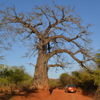 A baobab tree stays leafless for the larger part of the year (Photo: Patrick Maundu)
