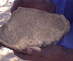 Cross section of root used for processing hide in Kweneng District, Botswana, 2017 (Photo: Maitseo Bolaane)