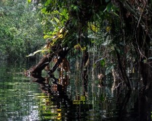 Flooded igapó forest in Munduruku Indigenous Land. Photo: Maurício Torres