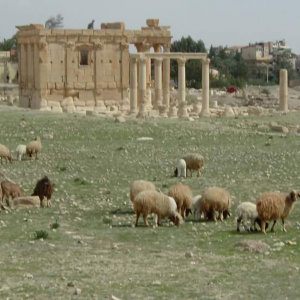 Awassi Sheep in the Archaeological site in Palmyra (Photo: Hasan Ali)