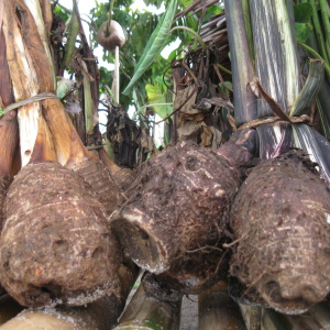 Root vegetables from garden, New Ireland. Photo: Graeme Were