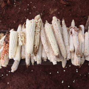 Sacred white corn is prepared for the Jerosy Puku ritual, which is held inside the Oga Pysy (Photo: Fabiana Fernandes)