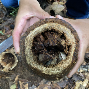 Brazil nut shell (Photo: Laura Furquim)