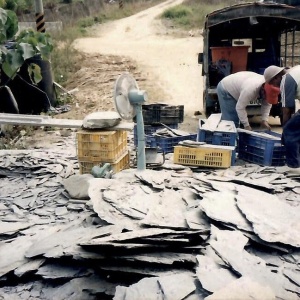 The Kacalisian self-builders are gathering and classifying slates at a quarry site in Padridrayan (Photo: Malaic Tjuveleljem)