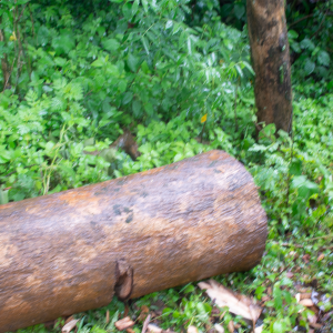 A log of Cordia africana ready for tripod stool making (Photo: Jira Choroke)