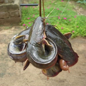 Catfish (Clarias gariepinus) collected from a trap. (Photo: Marie-Annick Moreau)