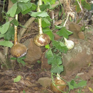 Gourds still attached to the plant (Photo: Nancy Rushohora)