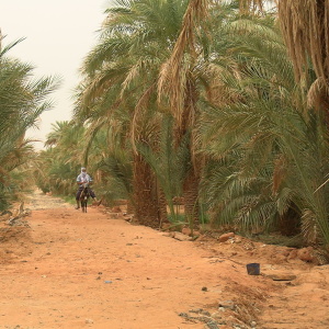 Oasis palm grove in Adrar, Algeria, 2023. (Photo: J. I. Robles)
