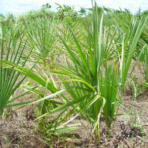 Young milala palm plants (Hyphaene coriacea). The palm fibers are woven into rope for use in making fish traps. (Photo: Marie-Annick Moreau)