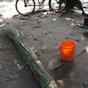 A bundle of reeds soon to be woven into a fish fence. (Photo: Marie-Annick Moreau)