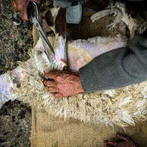 Chitrali man cutting the wooln (Photo: Adil Iqbal)