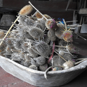 Natural cardas to prepare the washed wool (Photo: Cenia Córdova)