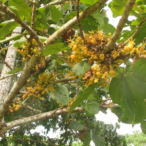 Native Amazonia flora. (Photo: M. E. del Solar)