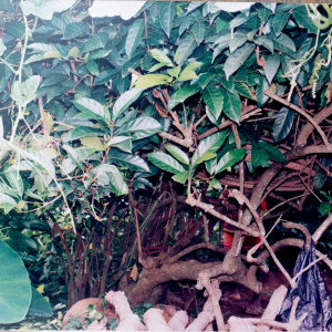 Uli plant. The type that produces pods. Photo: Tracie Utoh-Ezeajugh