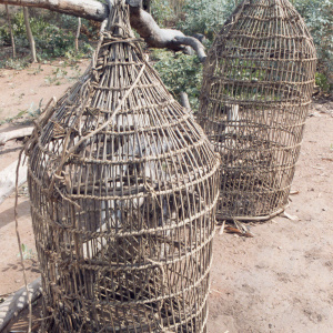 Fiber fish traps used by Ewe fishermen in the Banda area, 1982. (Photo: Ann B. Stahl)