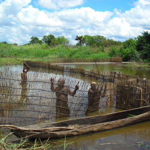 Men working together to move a fishing fence across a floodplain pond in Rufiji District, Tanzania, while one fisher prepares to beat the water with a stick to scare fishes into the trap’s chamber. (Photo: Marie-Annick Moreau)