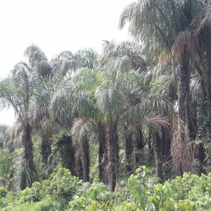 A natural grove of Rapphia hookeri near Owahwa, Nigeria. (Photo: Akpobome Diffre-Odiete)