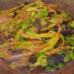 Dyeing with bellyache bugs stems and leaves. Ternate Island, Alor Regency, Indonesia. (Photo: L. S. McIntosh)