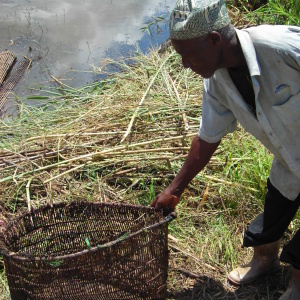 A fisher with the woven scoop net used to collect fish trapped by the fishing fence.  (Photo: Marie-Annick Moreau)