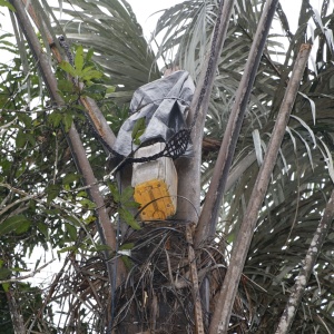 Uchiya ogoro (tapper’s seat) raffia craft and other materials used by the palm wine tapper hanging on top of the Raphia hookeri at Otegbo, Nigeria. (Photo: Akpobome Diffre-Odiete)