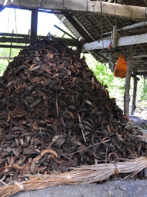 Coconut husk dried, chopped and ready to be burned to make salt-enriched ash (Alburquerque, Bohol, Philippines). Photo: Andrea Yankowski