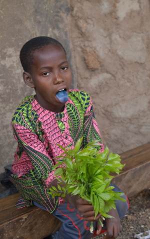 Village of Barei, South Borgou. A young boy demonstrates the dyeing properties of Philenoptera cyanescens, after chewing a leaf. In addition to their use in dyeing, the leaves of this liana can be used as a condiment or medicine.