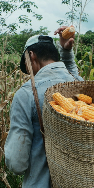 Rattan basket used as one of corn harvesting tools, 2022. (Photo: Sepatokimin Initiative)