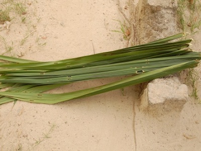 Palm fronds for making brooms (Photo: Julius Ivwoba Arerierian)