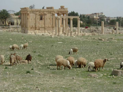Awassi Sheep in the Archaeological site in Palmyra . Photo: Hasan Ali.