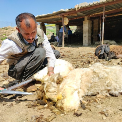Kurdish man shears sheep for wool. (Photo: Nasih Ali Khayat)