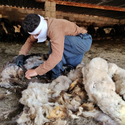 Kurdish man shears sheep for wool. (Photo: Nasih Ali Khayat)