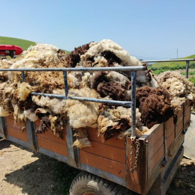 Sheared sheep wool collected. (Photo: Nasih Ali Khayat)