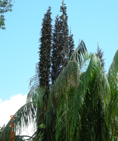 Sago palm, Eugeissona utilis Becc. fruiting spike. Photo: Huw Barton