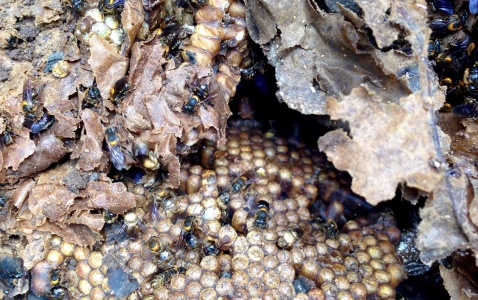 Inside of a natural underground beehive after honey harvesting (Photo: Samuel Lunn-Rockliffe)