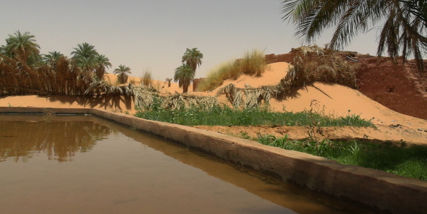 Qasri (pool) in Adrar, Algeria, 2023. (Photo: J. I. Robles)