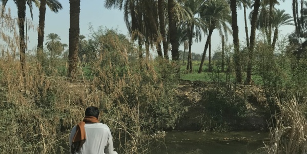 Palm Trees, Upper Egypt, 2019. (Photo: Christine Habib)