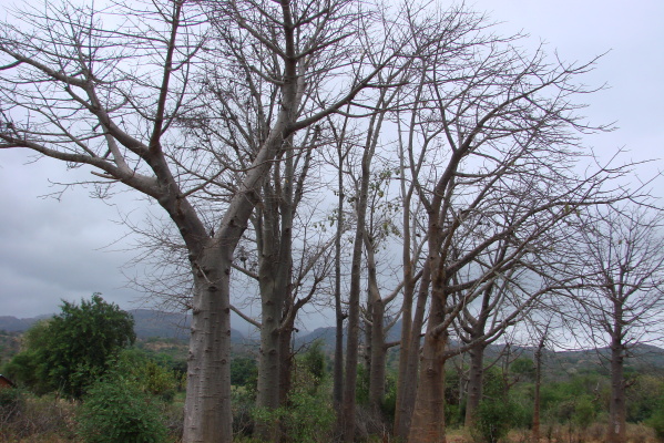 A cluster of baobab trees is a sign that there used to be a settlement at the site, Kitui county (Photo: Patrick Maundu)