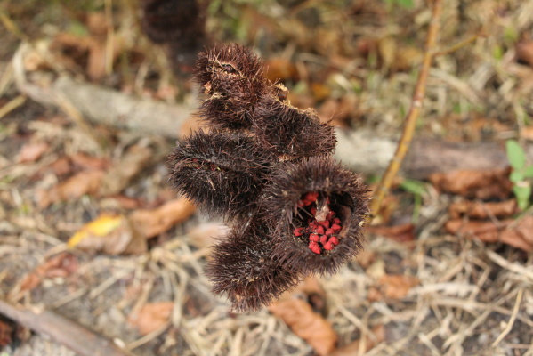 Annatto seed (Bixa 2rellana) used in the preparation of natural dyes. Photo: Maria Luísa Lucas, 2017