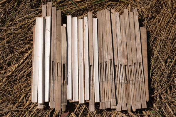 CHI Monivong’s unfinished Angkuoch Russey instruments (bamboo Jew’s harps), laid out for drying in the sun. Photo: Catherine Grant, 6 January 2020.