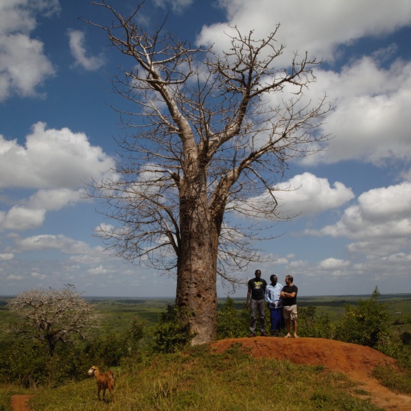 Simone Grassi (right) and colleagues next to a baobab tree