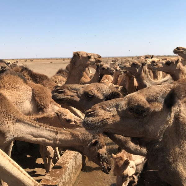Camels at the well near Wajaale in Somaliland (Photo: Raphael Schwere, 2018)