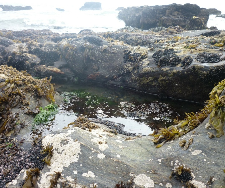 Pacific coastal tidepool sites for algae and seafood gathering in Lafkenche territory. Photo: Astrid Mandel, project research assistant