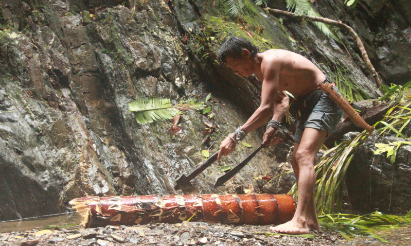 Splitting a sago palm trunk for making sago, Ba’ Temeron