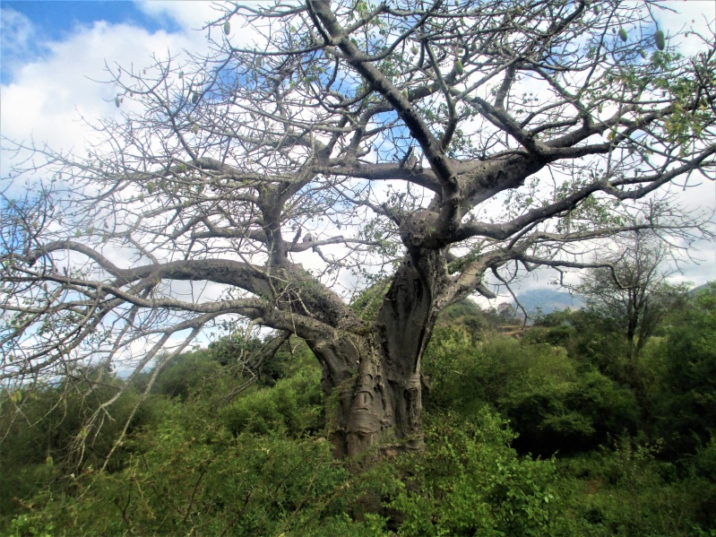 A baobab tree in Kitui county (Photo: Kimanzi Ndunda)